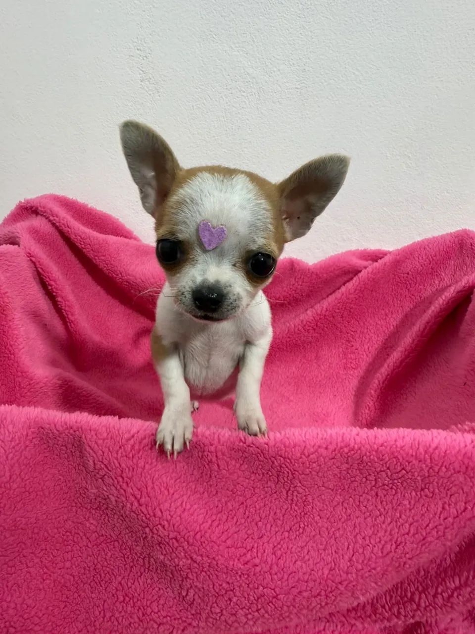 chihuahua  - Foto 3
