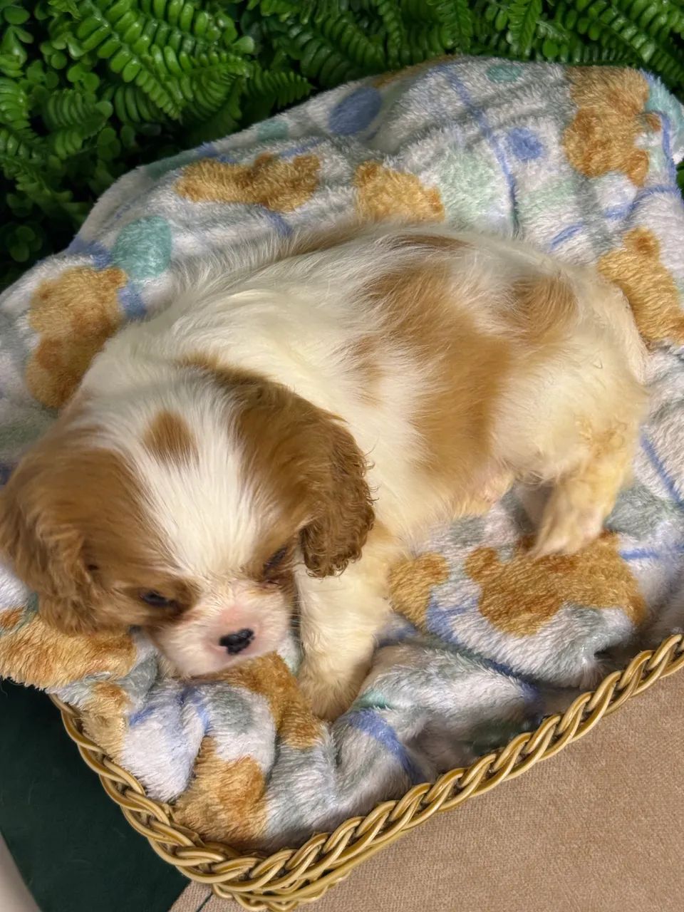 Cavalier King Charles Spaniel - Foto 5