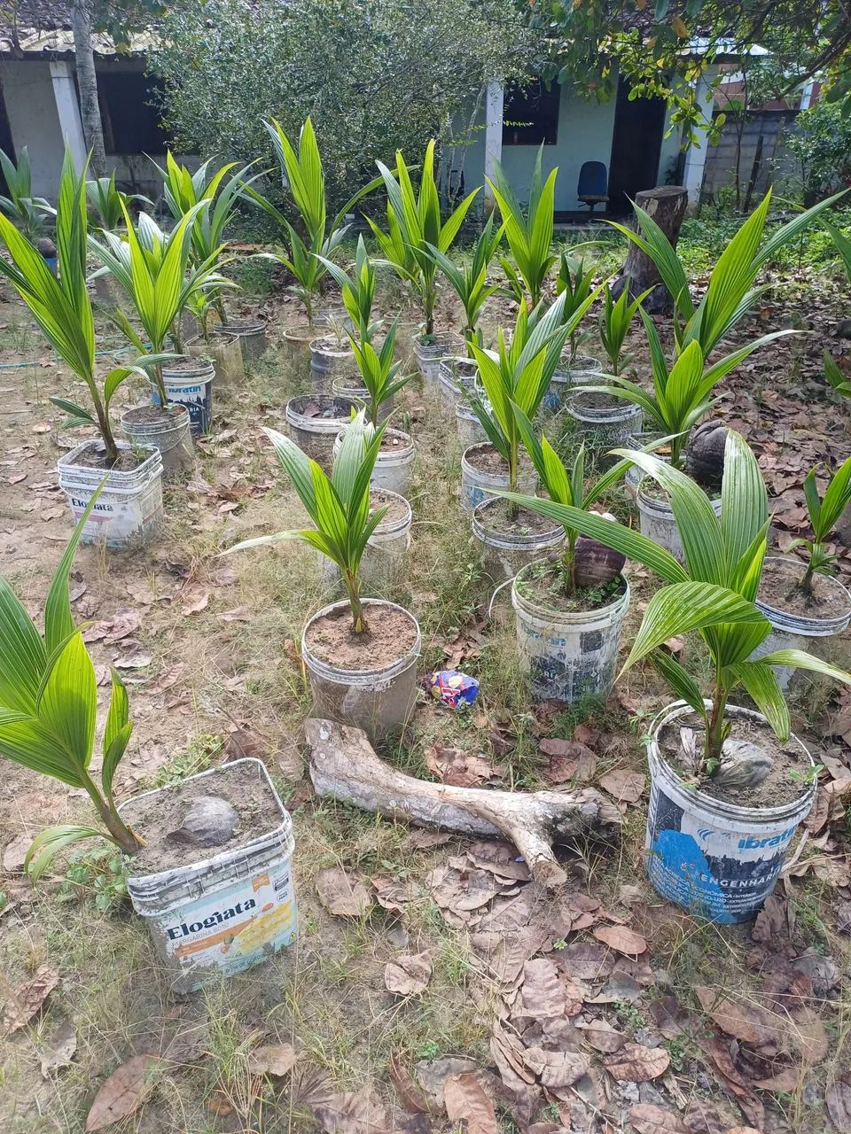 Vende se pe de coco anão  - Foto 2