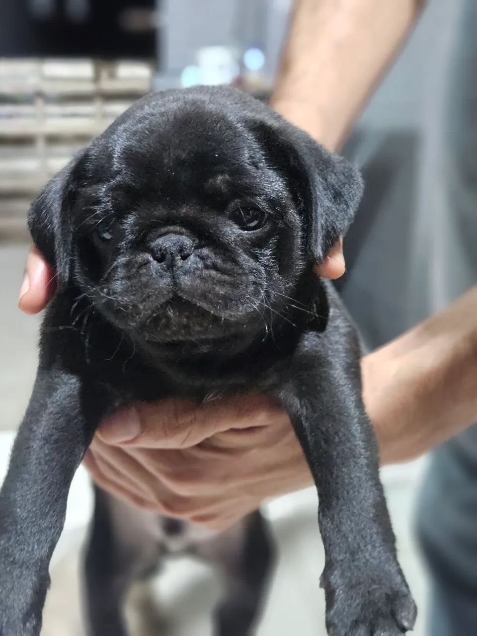 Filhotes de Pug  - Foto 5