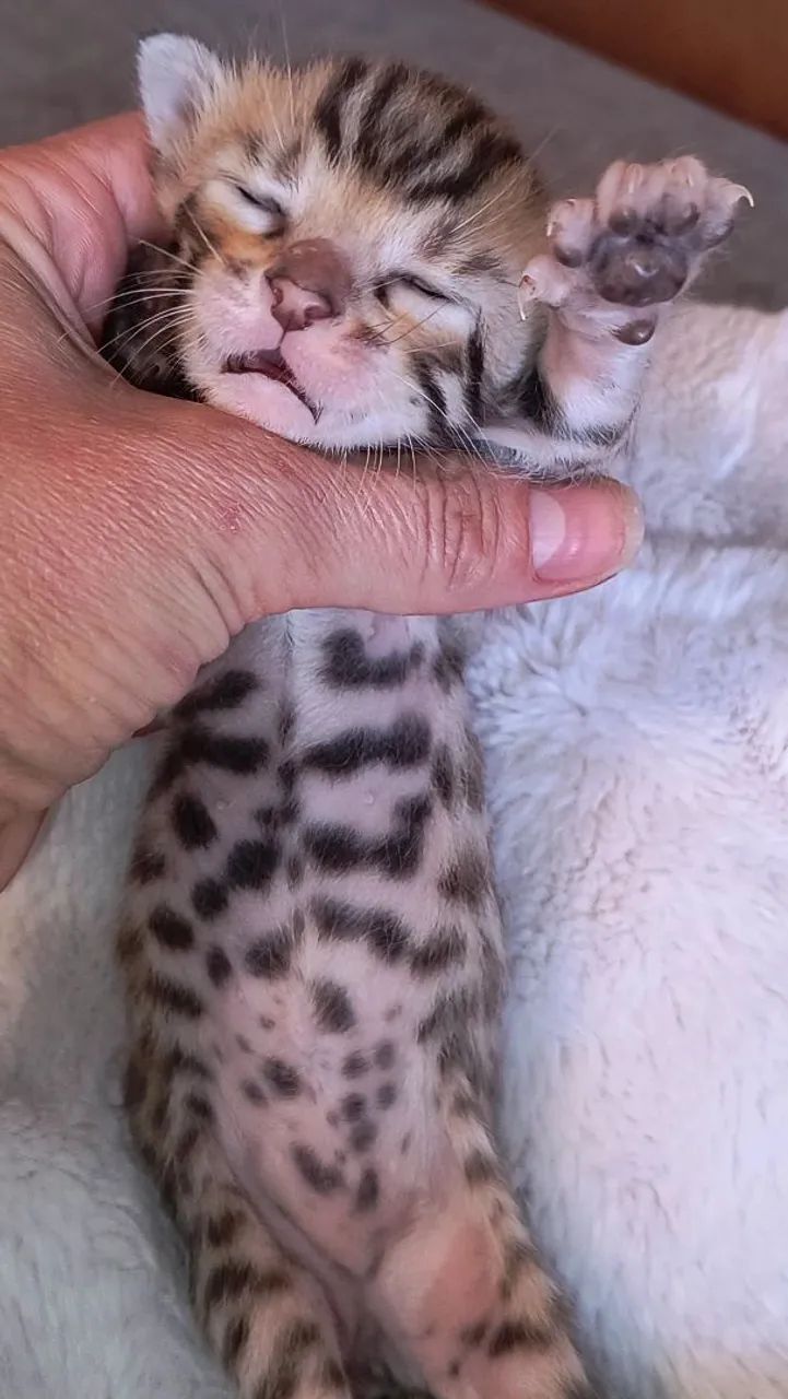 Bengal gato de bengala com PEDIGREE  - Foto 2