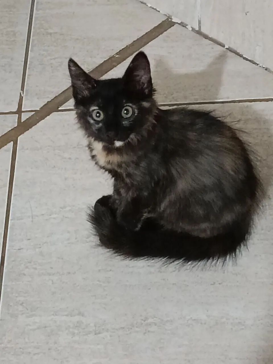 Gatinhas irmãs - Foto 4