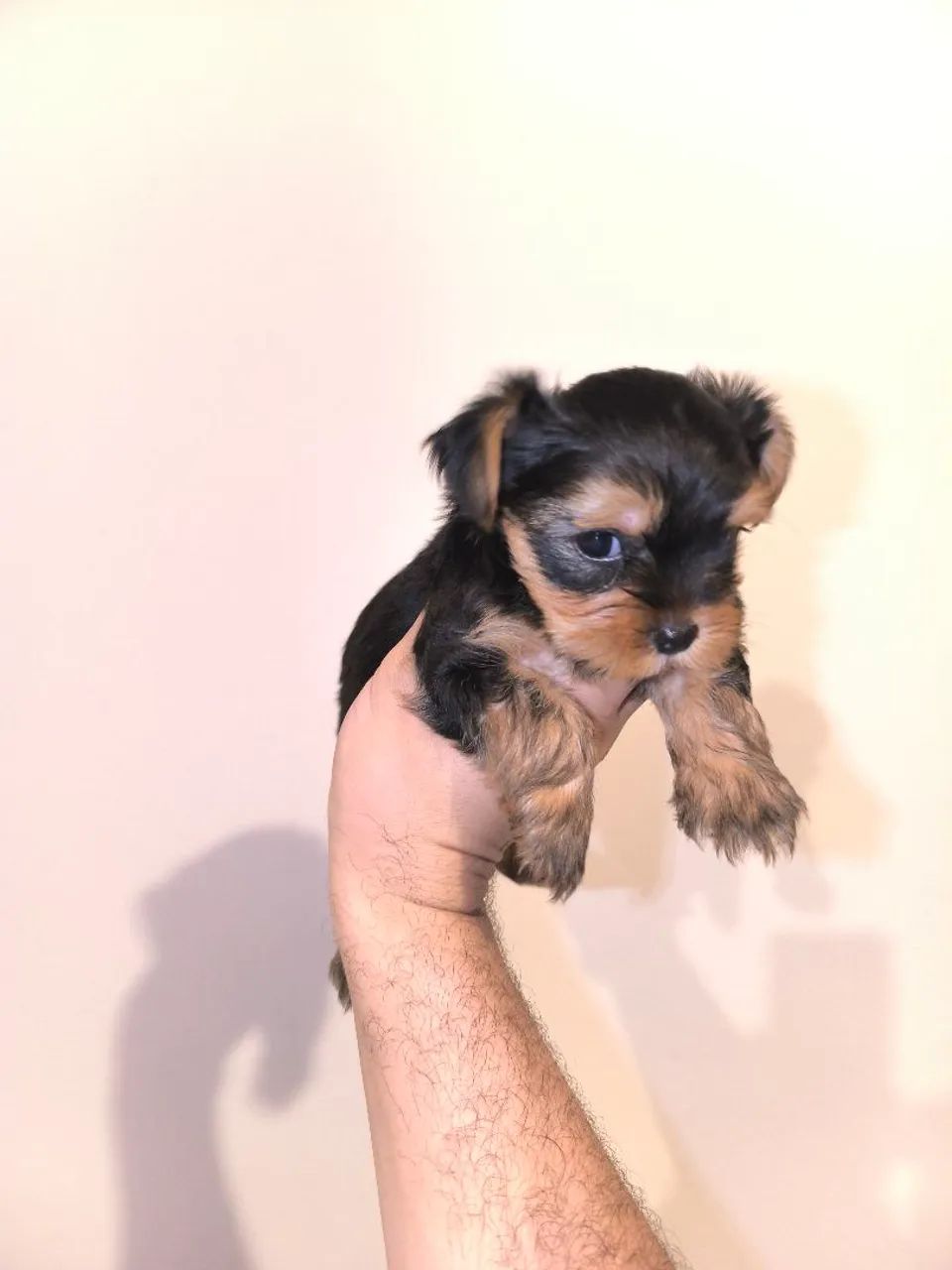 Yorkshire Shire Terrier bibelô  - Foto 3