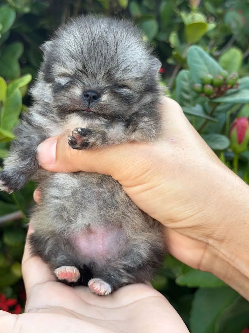 Spitz Alemão  - Foto 4