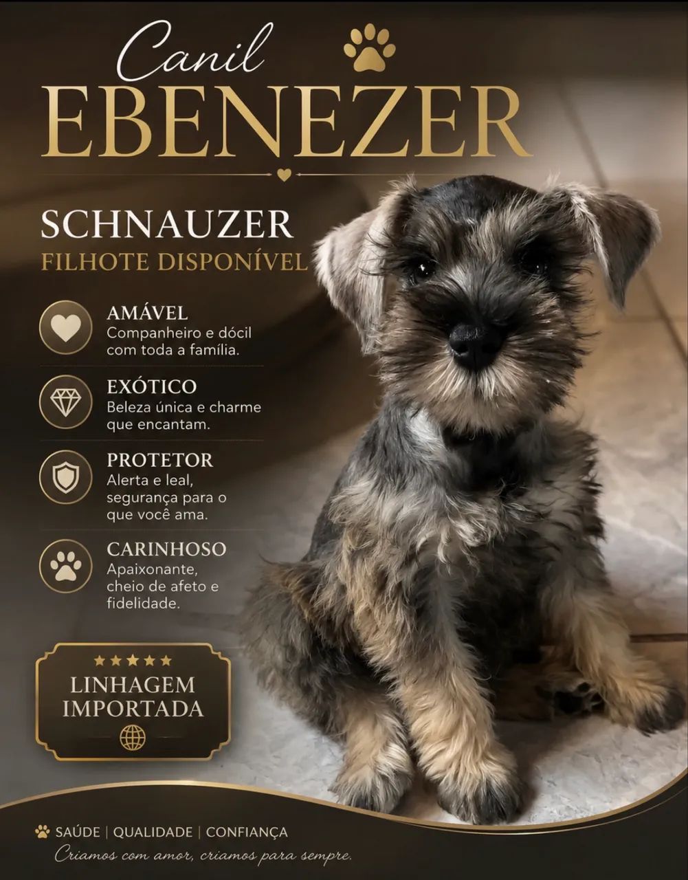 Filhotes de Schinauzer - Foto 5
