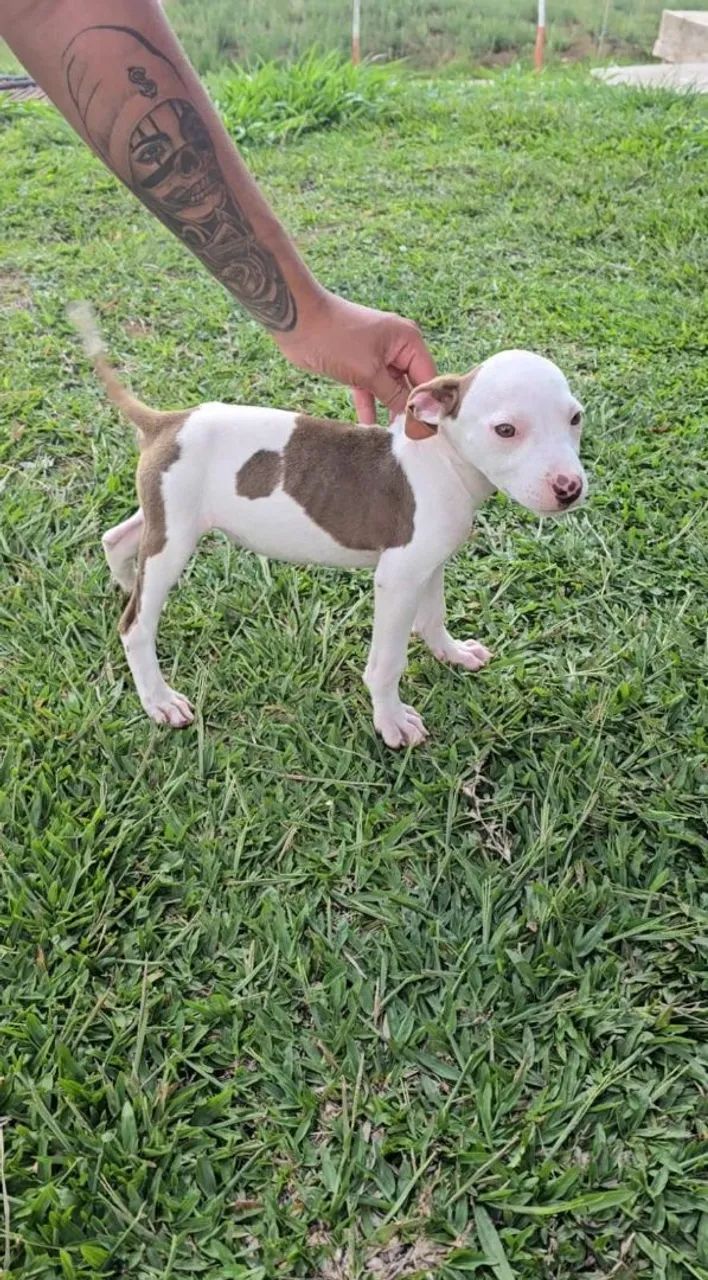 Filhotes de Pitbull - Foto 3