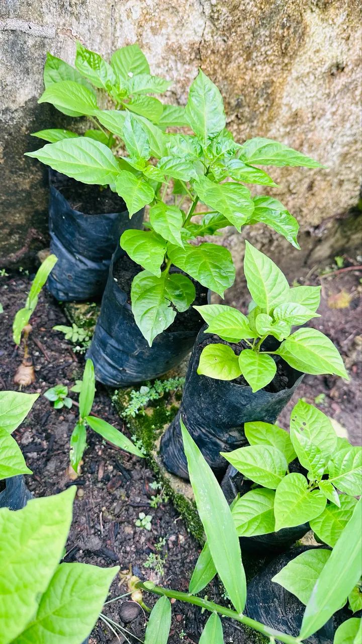 Mudas de Pimenta de Cheiro - Foto 2