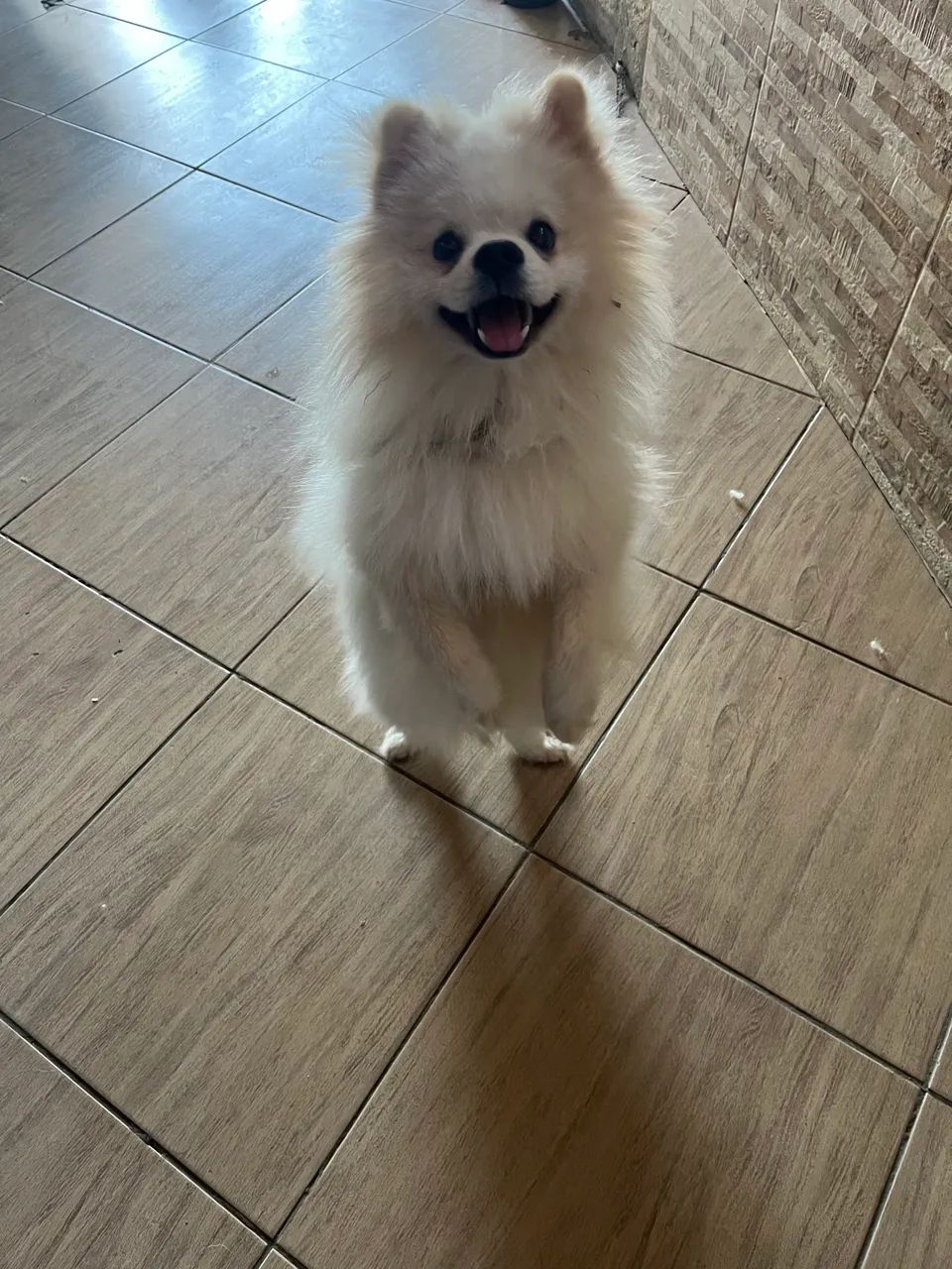 Spitz 10 meses macho 