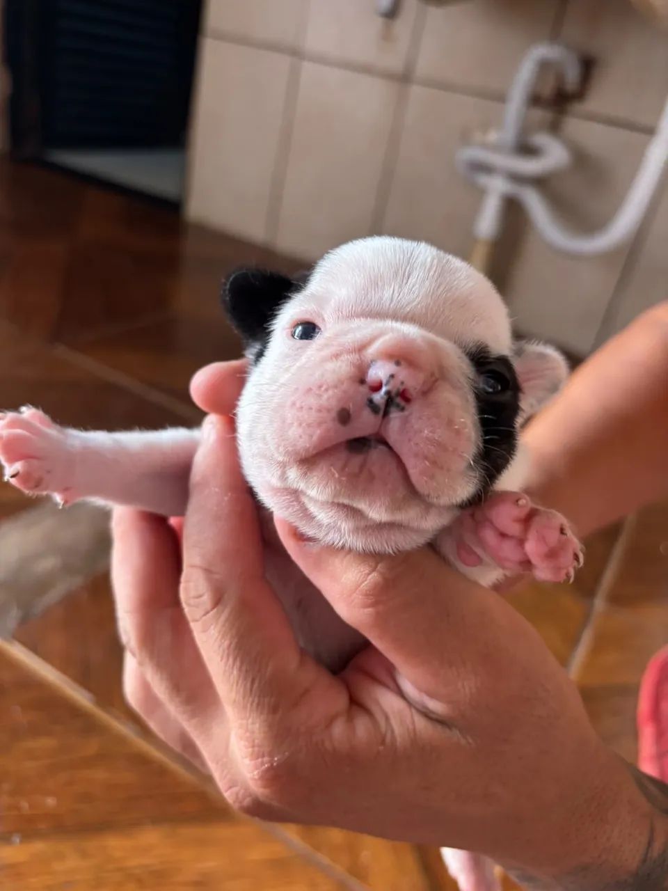 Buldogue francês  - Foto 5