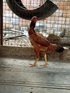 Vendo 