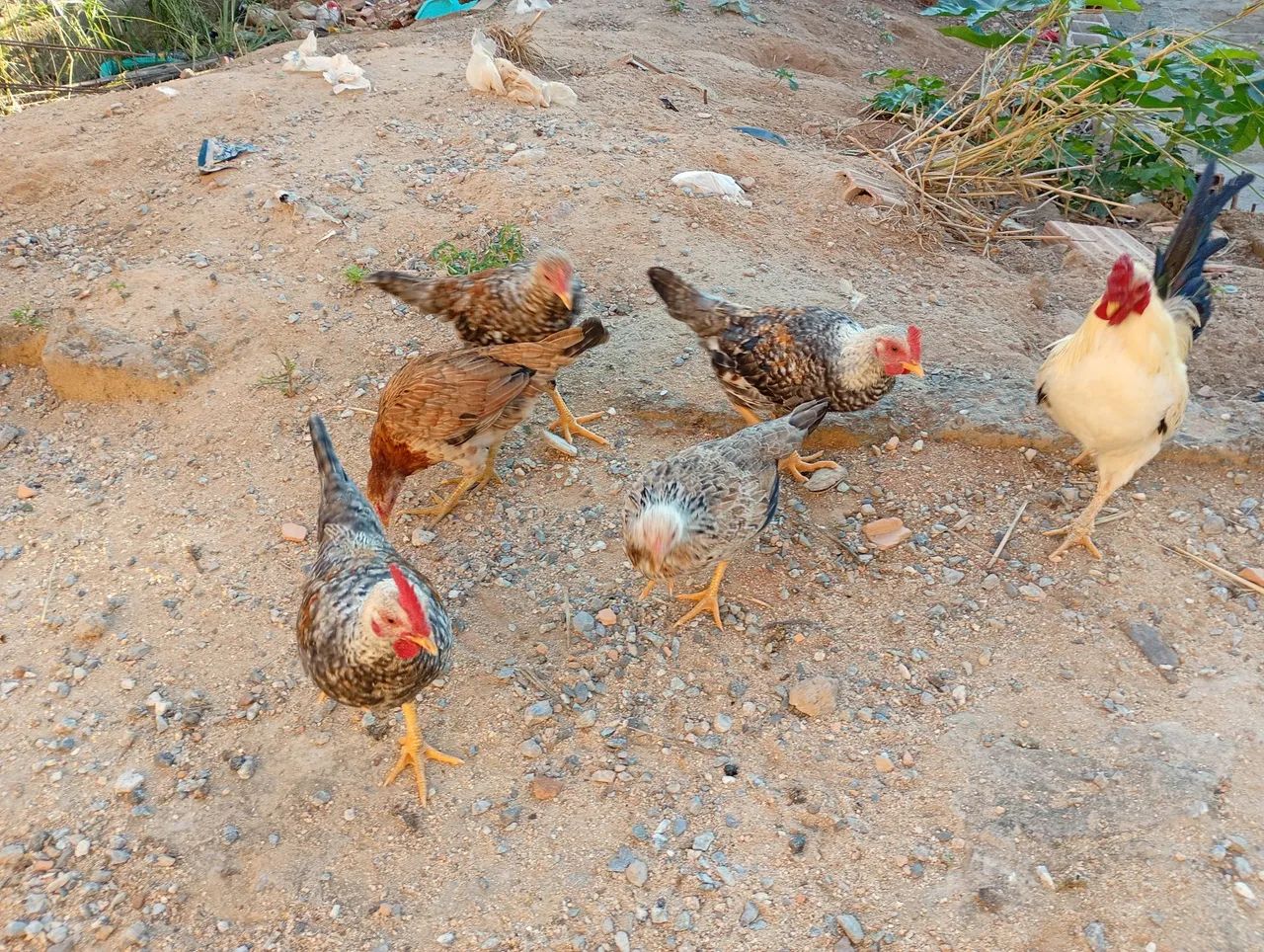 Galinhas e galos - Foto 2