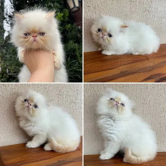 Persa até 18x no Cartão de Crédito  - Foto 2