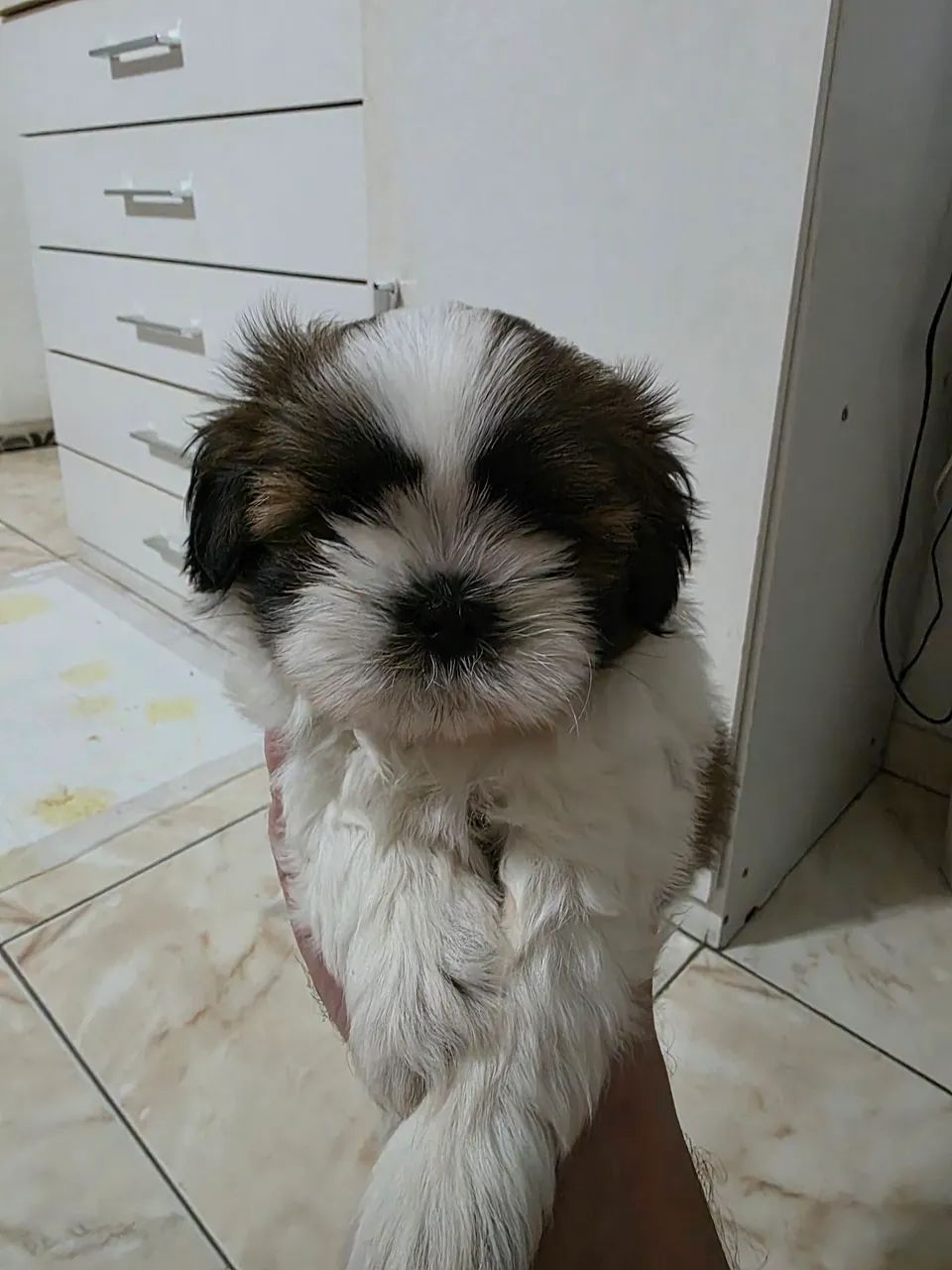 Filhote de Shih Tzu raça pura / Contato para venda: * - Cachorros ...
