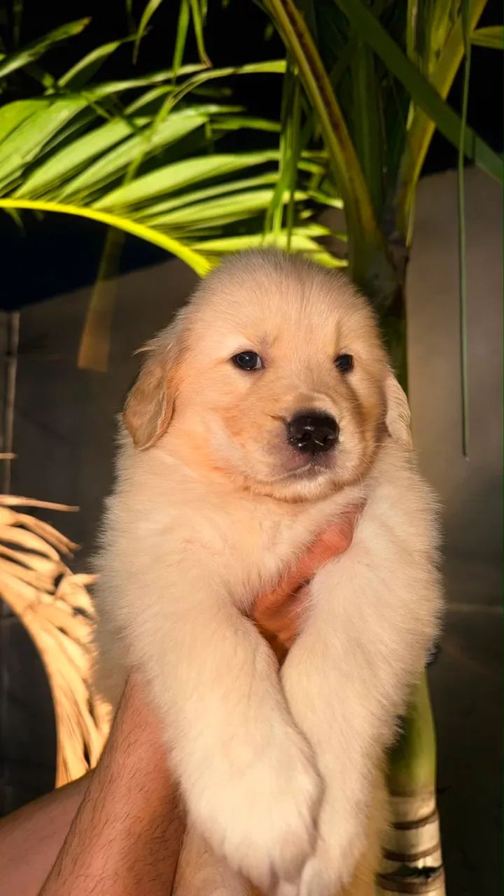 Golden  - Foto 2