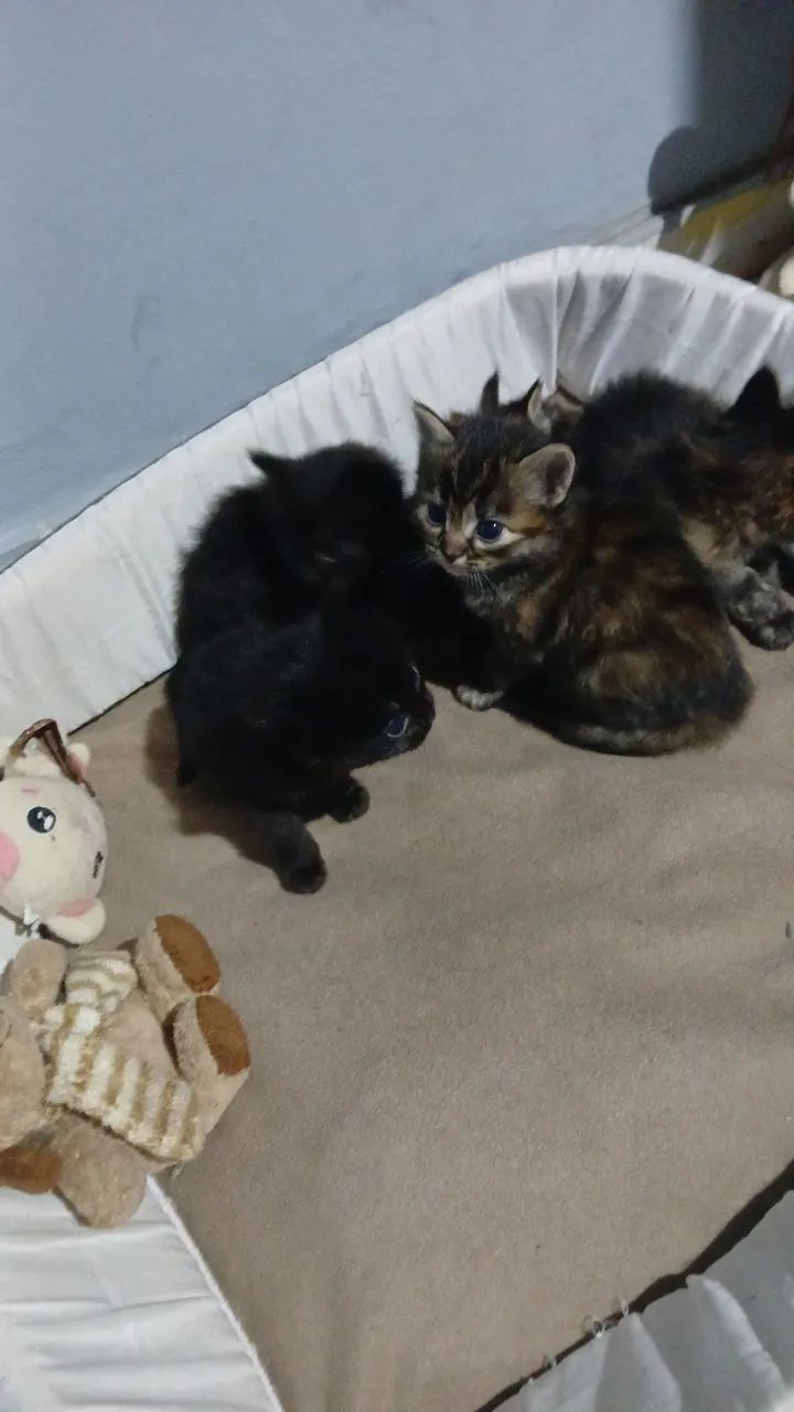 Doa se gatinhos filhotes, 1 macho e 1 fêmea chamar *. - Foto 3