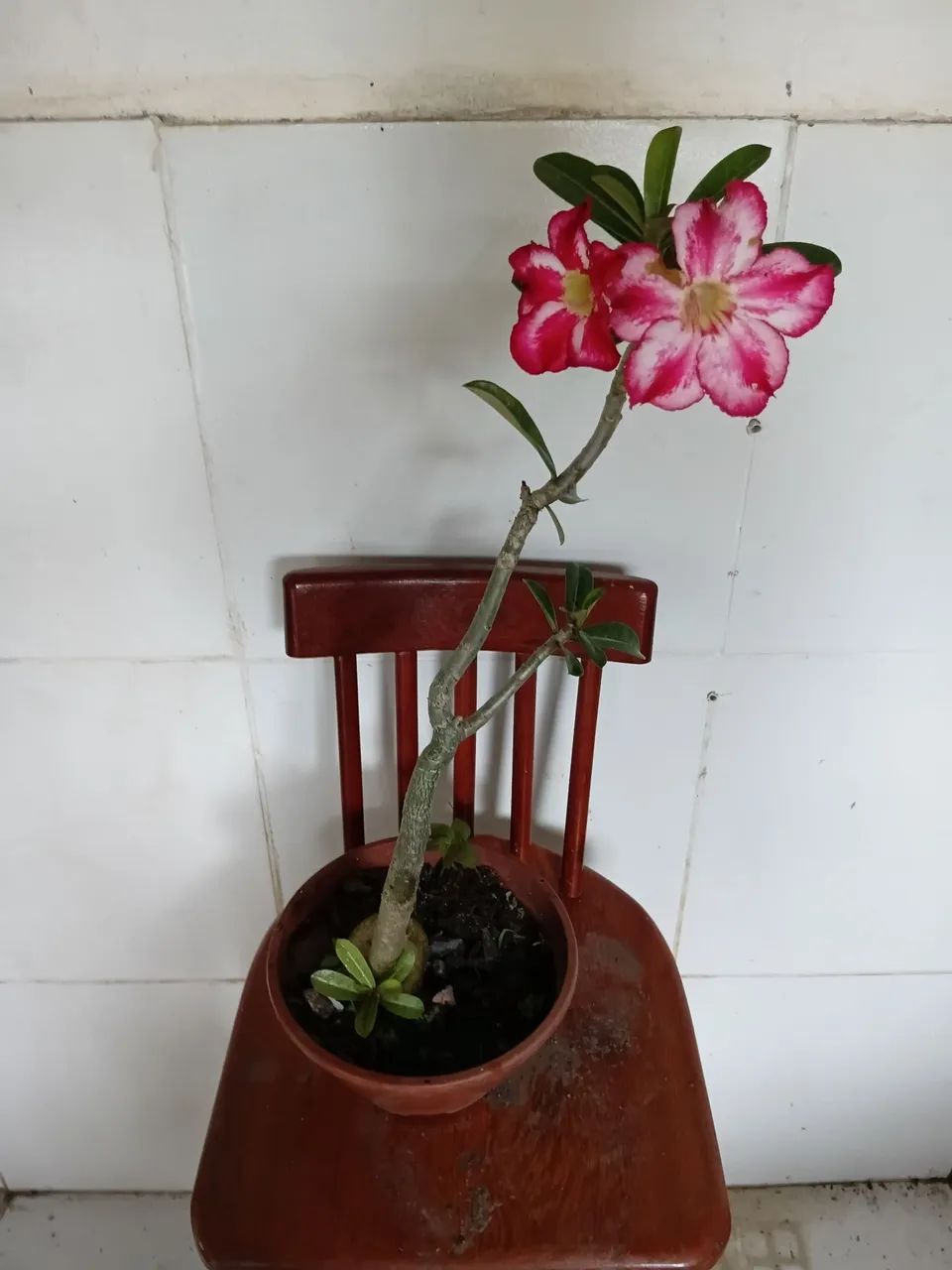 Rosa do deserto  - Foto 5