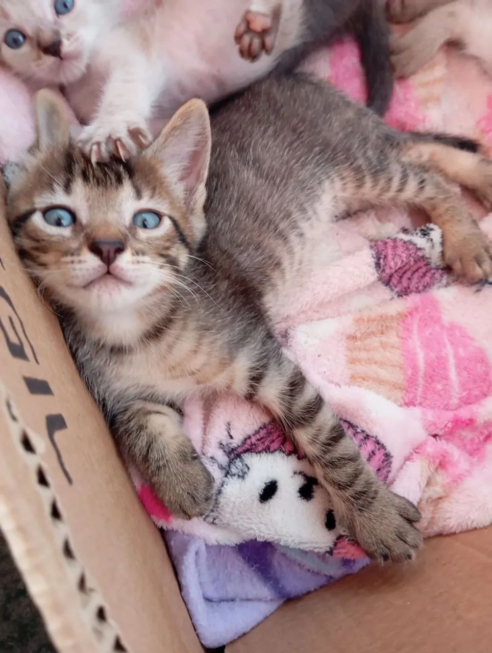 Doação gatos - Foto 2