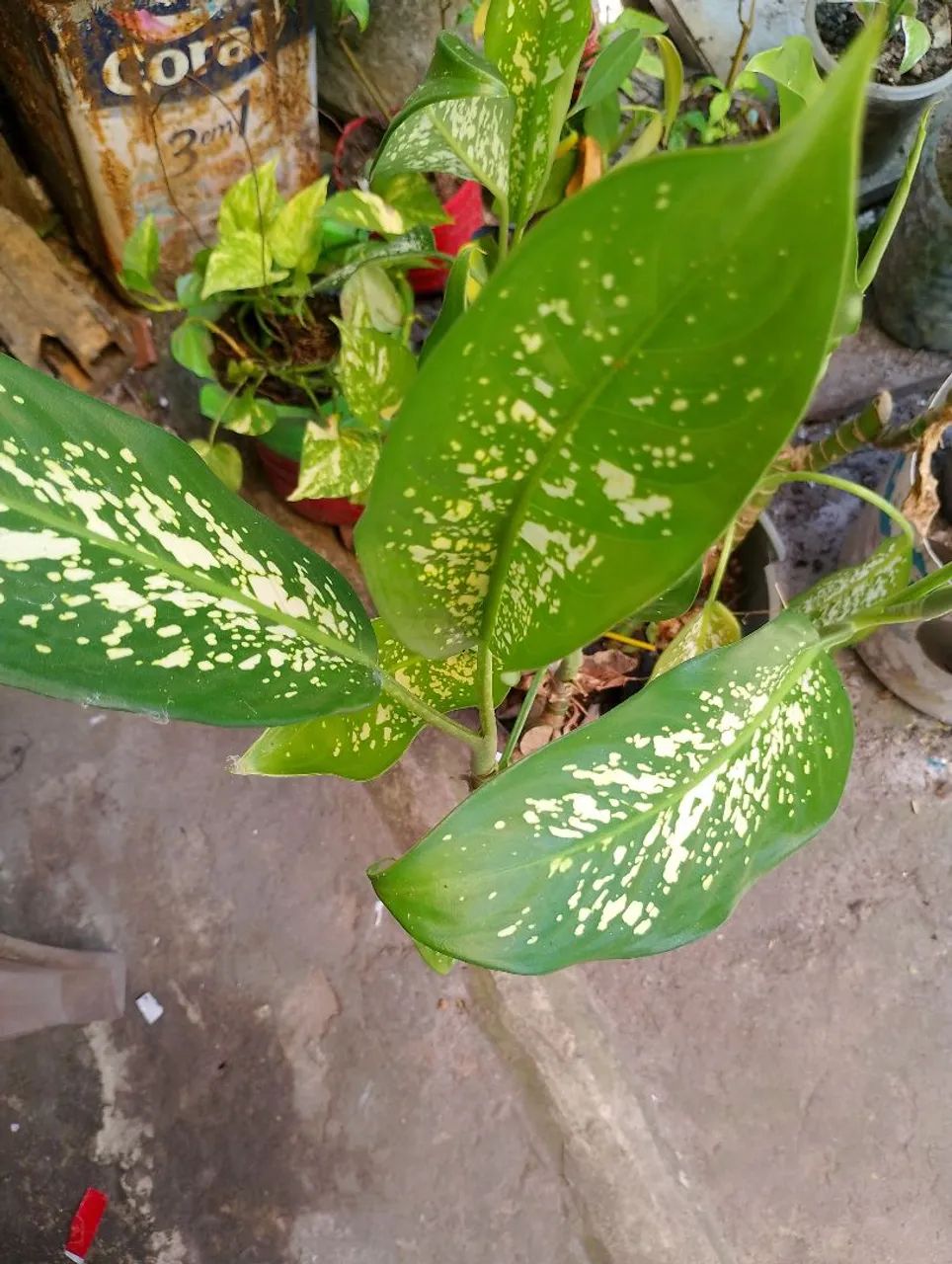 Comigo ninguém pôde d várias cores  - Foto 3