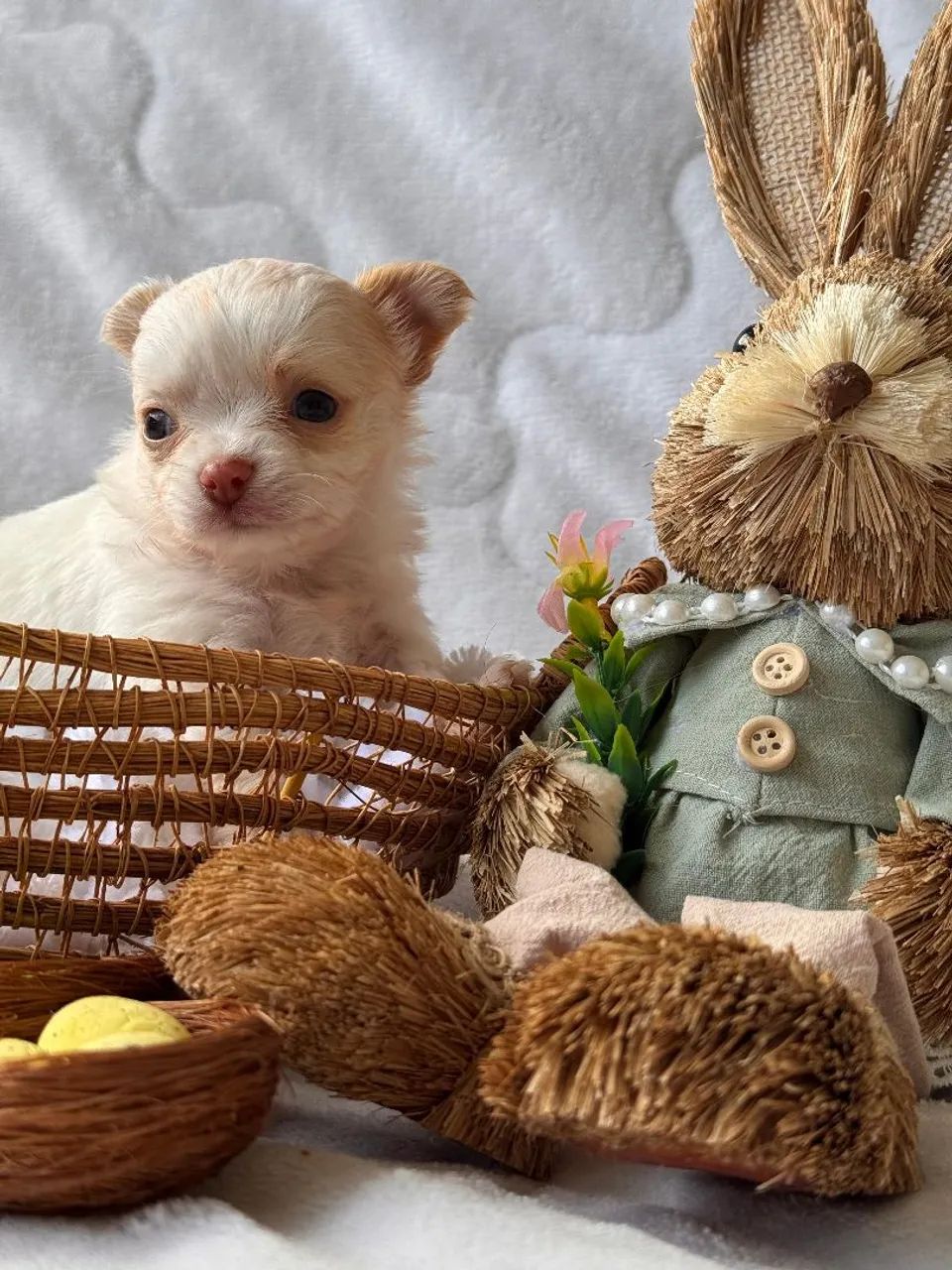 Machinhos de Chihuahua. Um encanto para sua Páscoa! - Foto 3