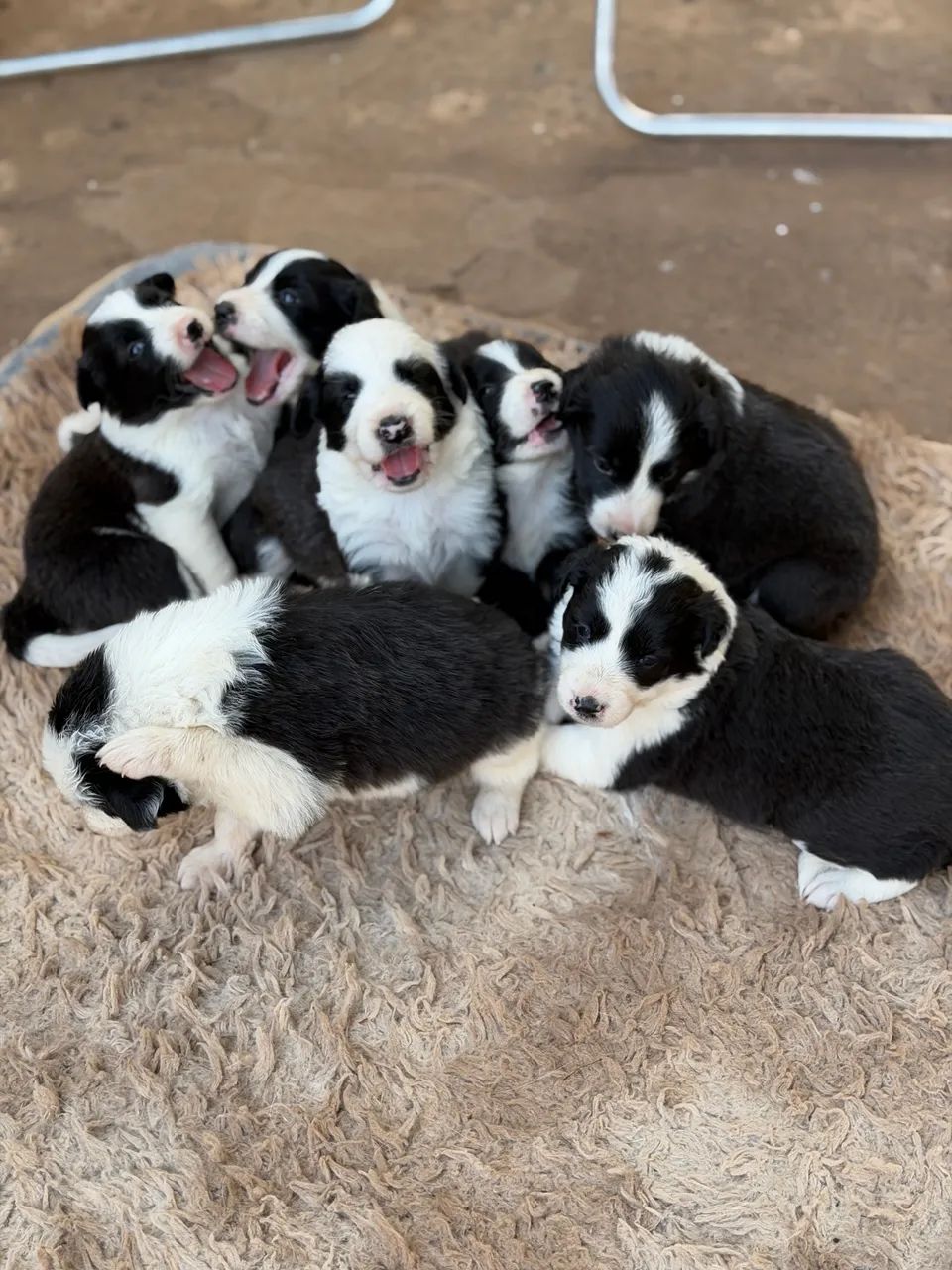Border Collie - Foto 3