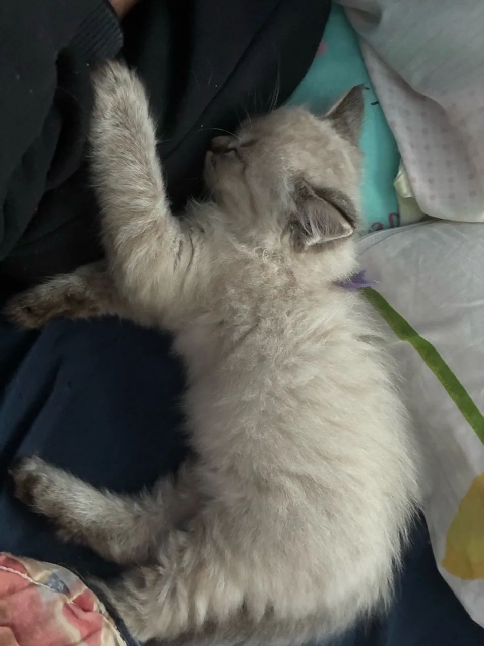 Gata Ragdoll URGENTE - Foto 3
