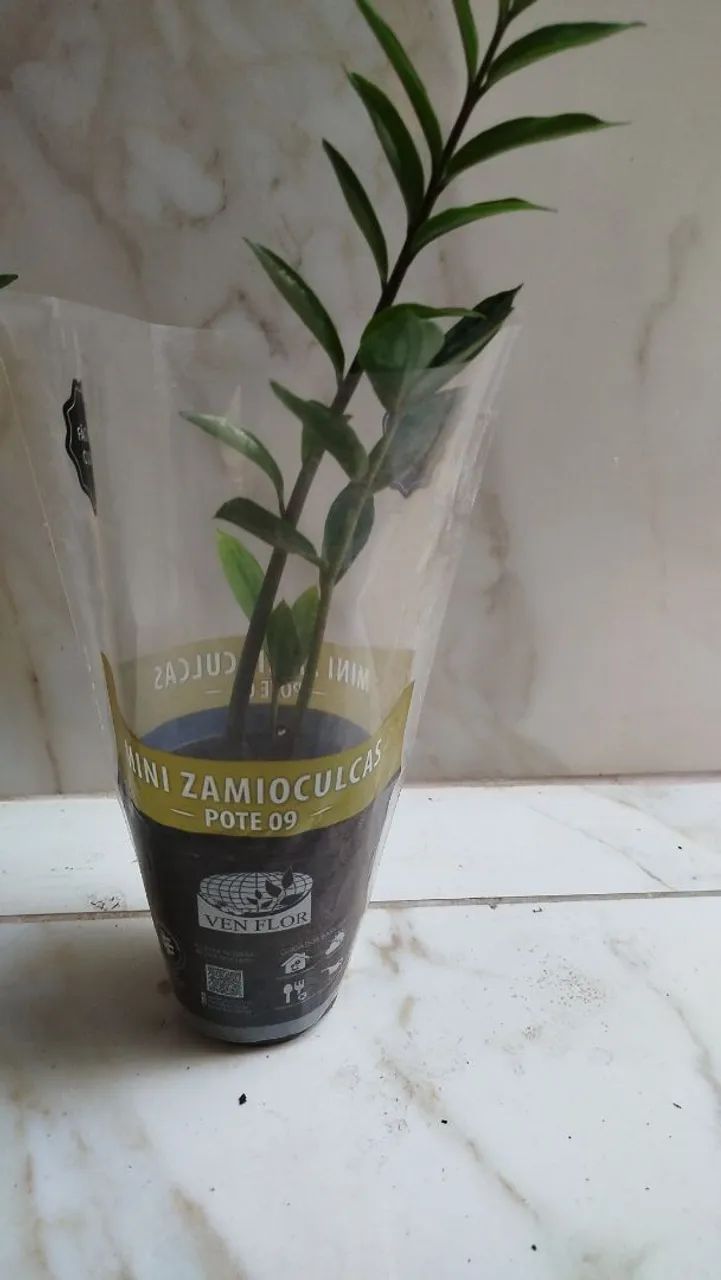 Zamioculca mudas  - Foto 4