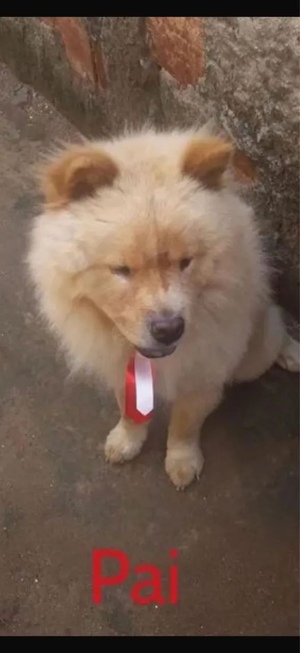 Filhotes de Chow Chow  - Foto 5