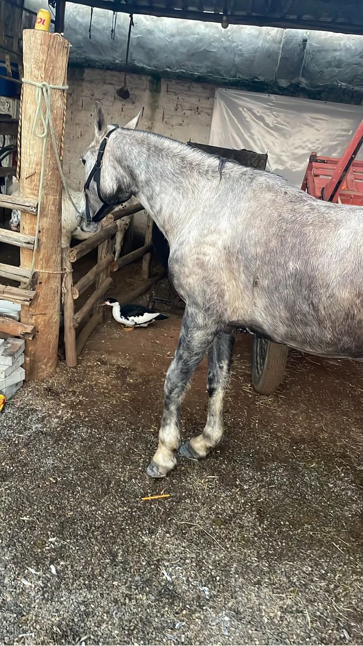 Cavalo a venda  - Foto 4