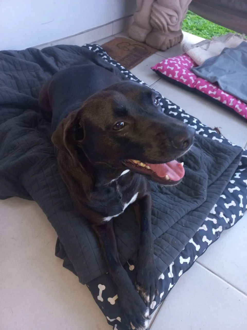 DOA-SE CACHORRINHA SUPER DOCIL