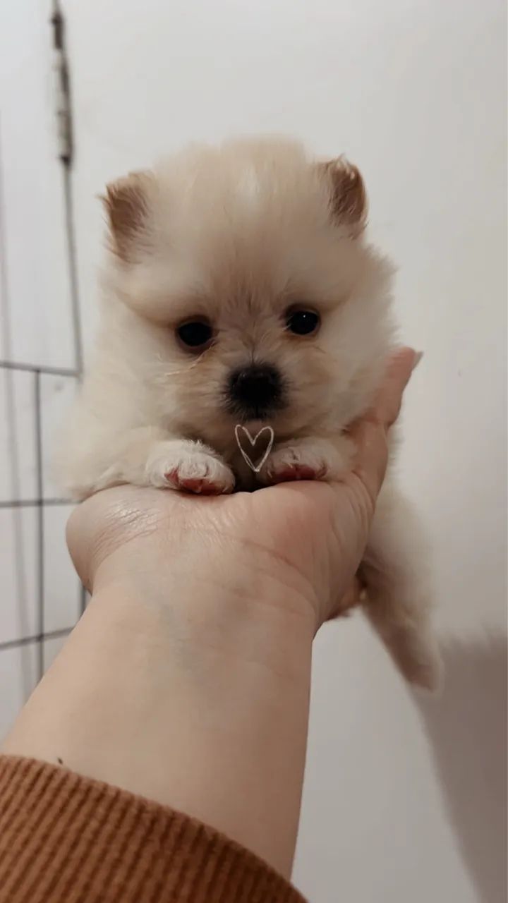 Lulu da pomerania  - Foto 3
