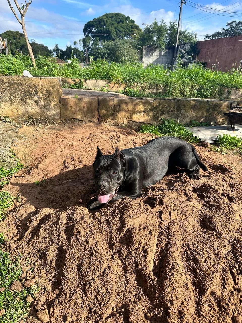Cane Corso