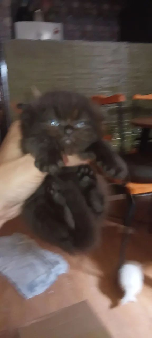 Macho Persa Black  - Foto 3
