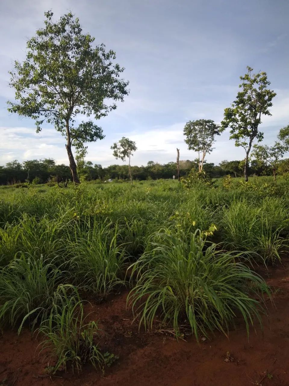 Semente de capim andropogon  - Foto 3