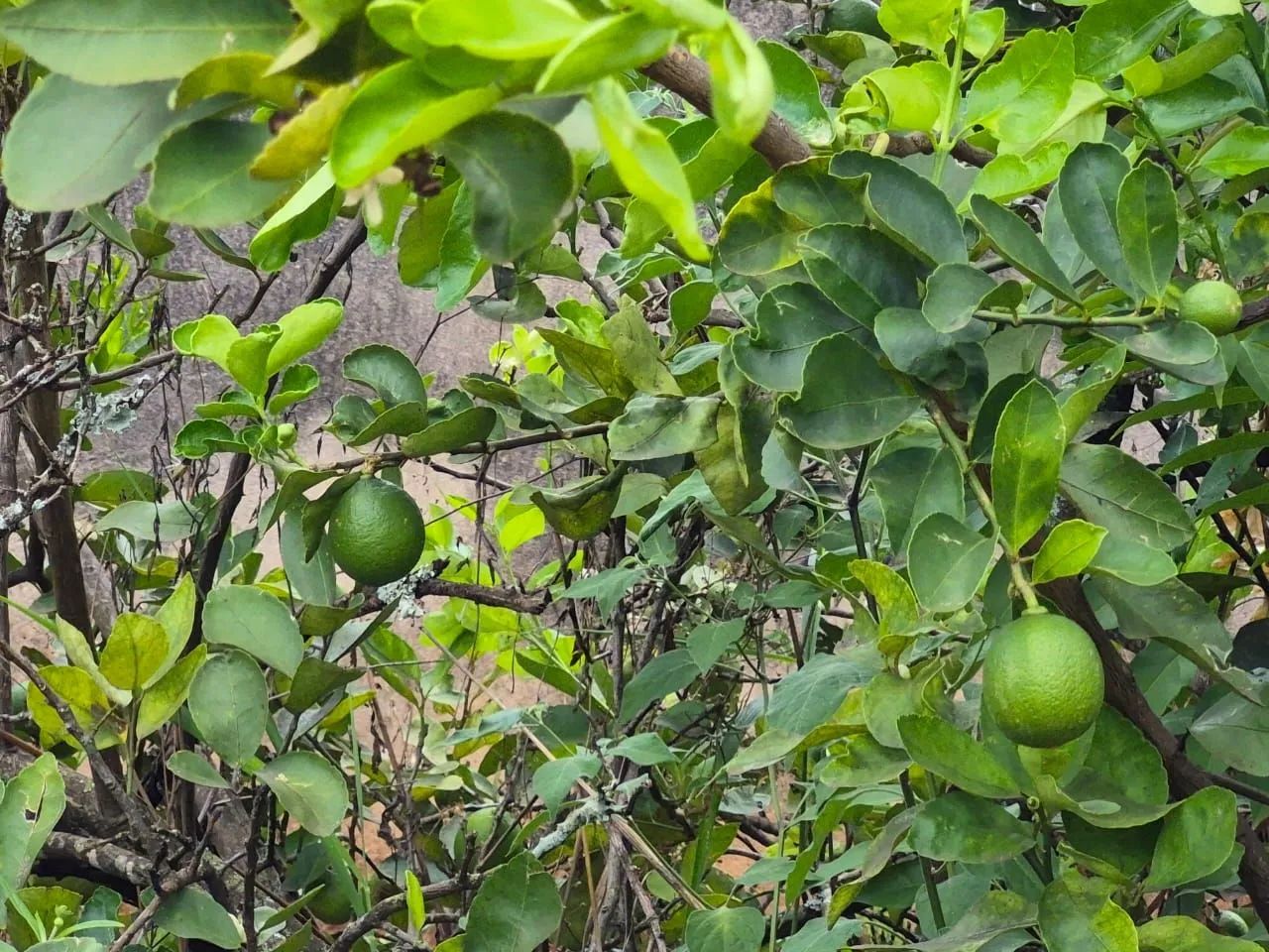 Condomínio Chácaras Itália - Excelente Localização. - Foto 9