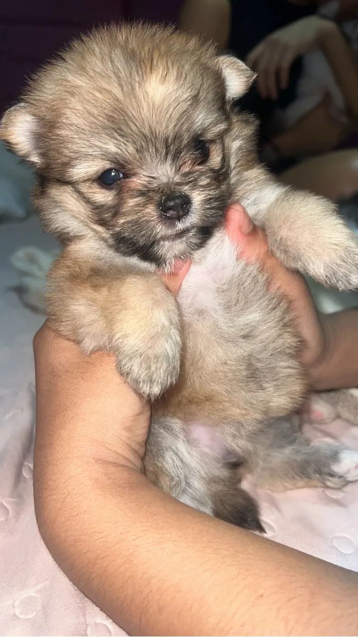 Spitz alemão  - Foto 3
