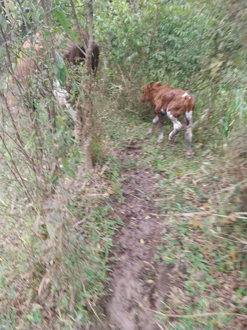 Vaca ?  - Foto 5