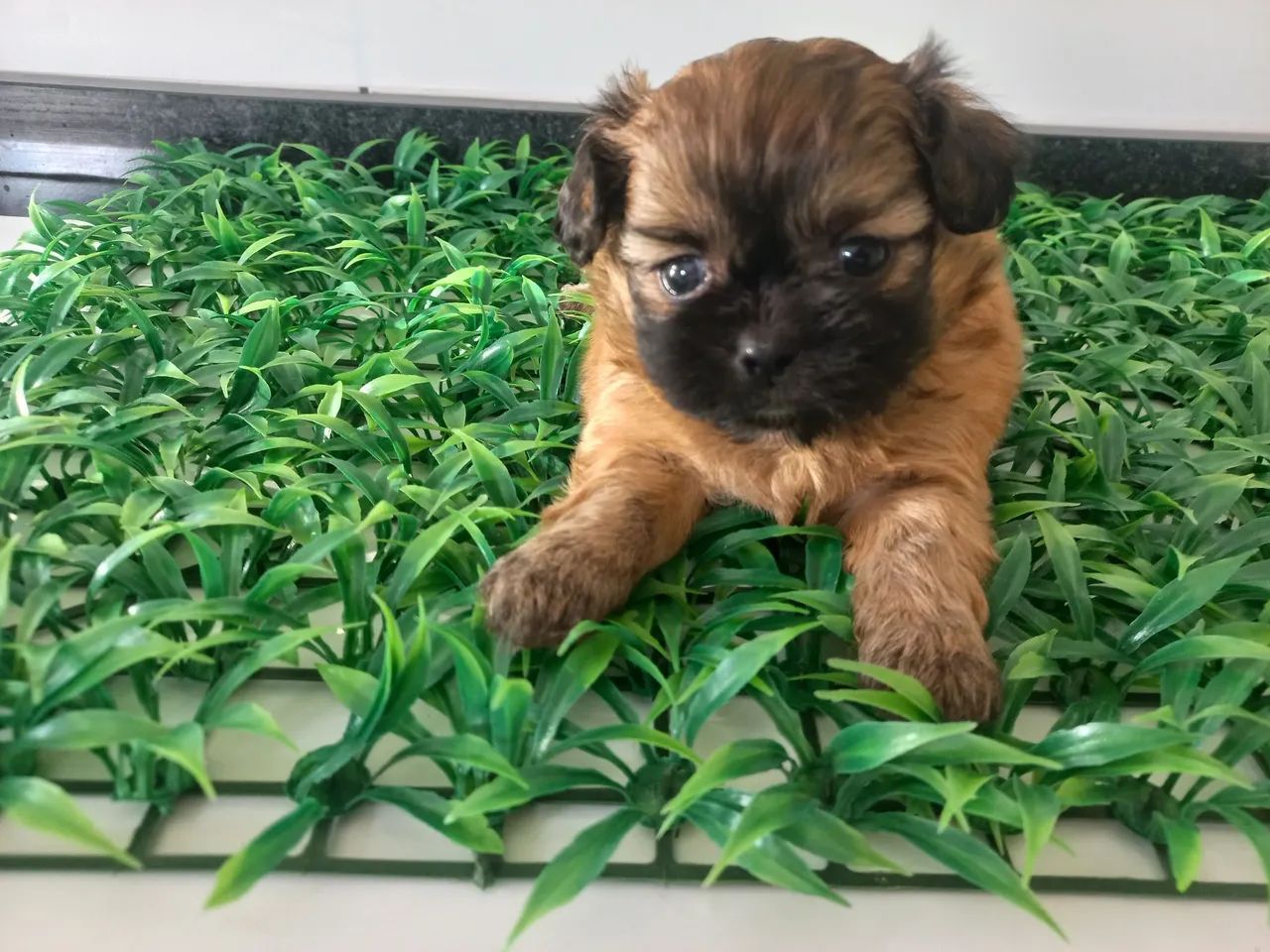  Shihtzu olhos claros   - Foto 3