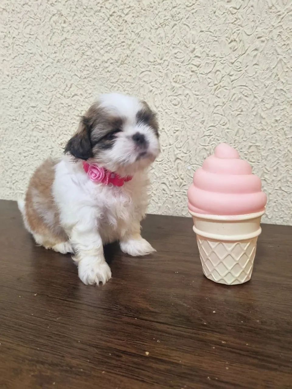 Shit Zu Fêmea e Machinho Mini  - Foto 3