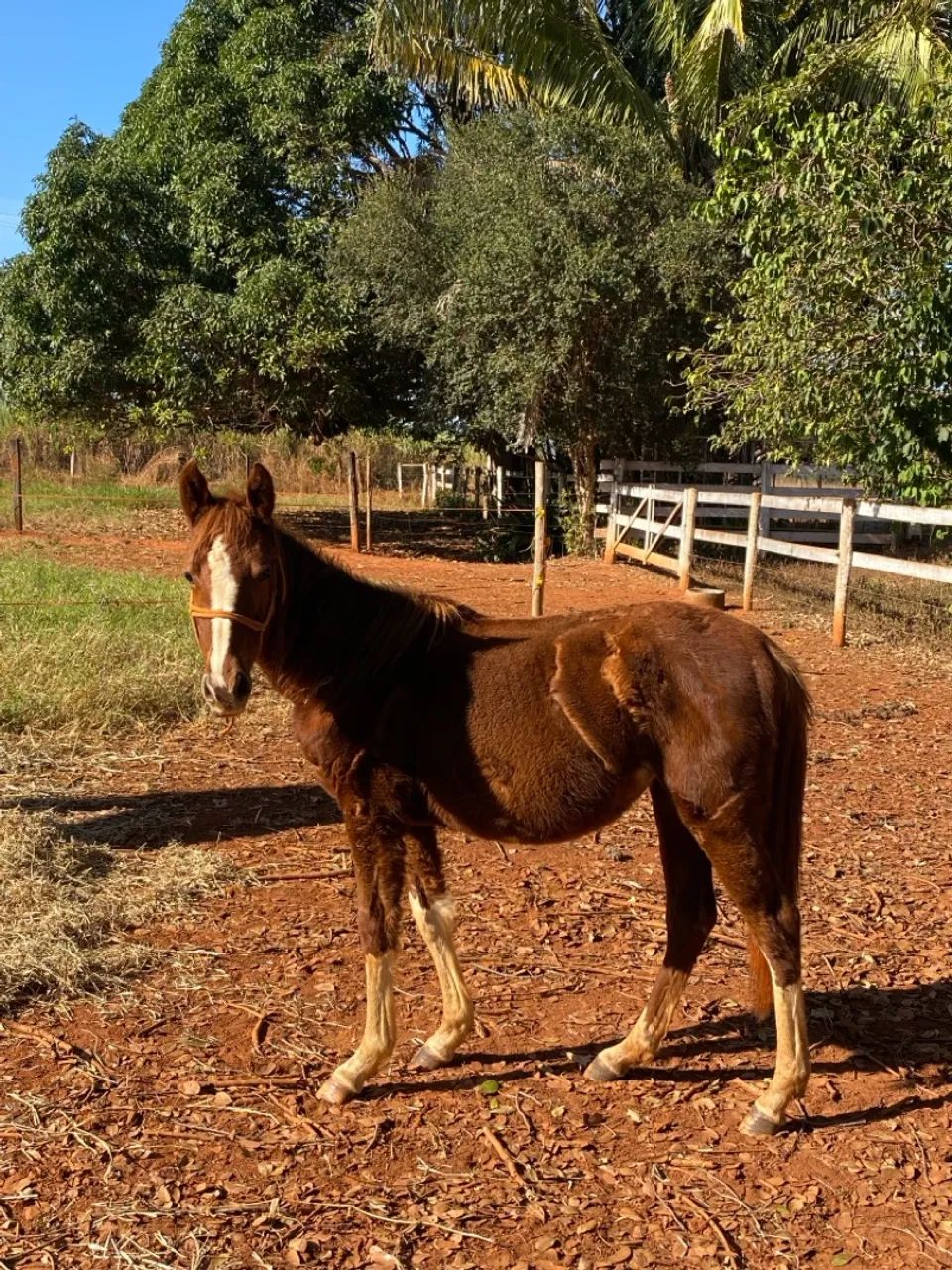Potra Quarto de Milha Pura  - Foto 2