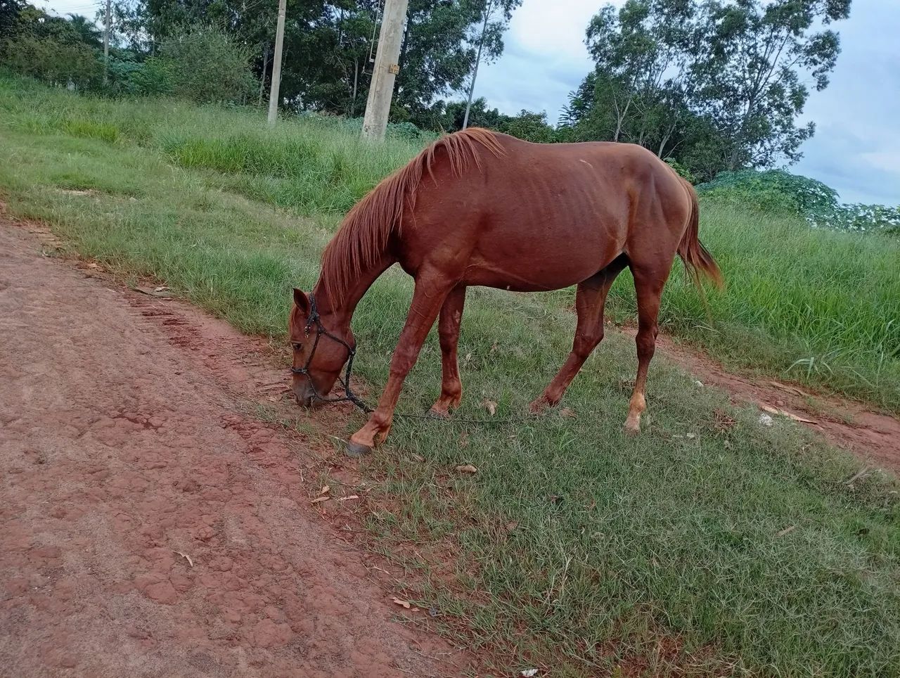 Potro manso