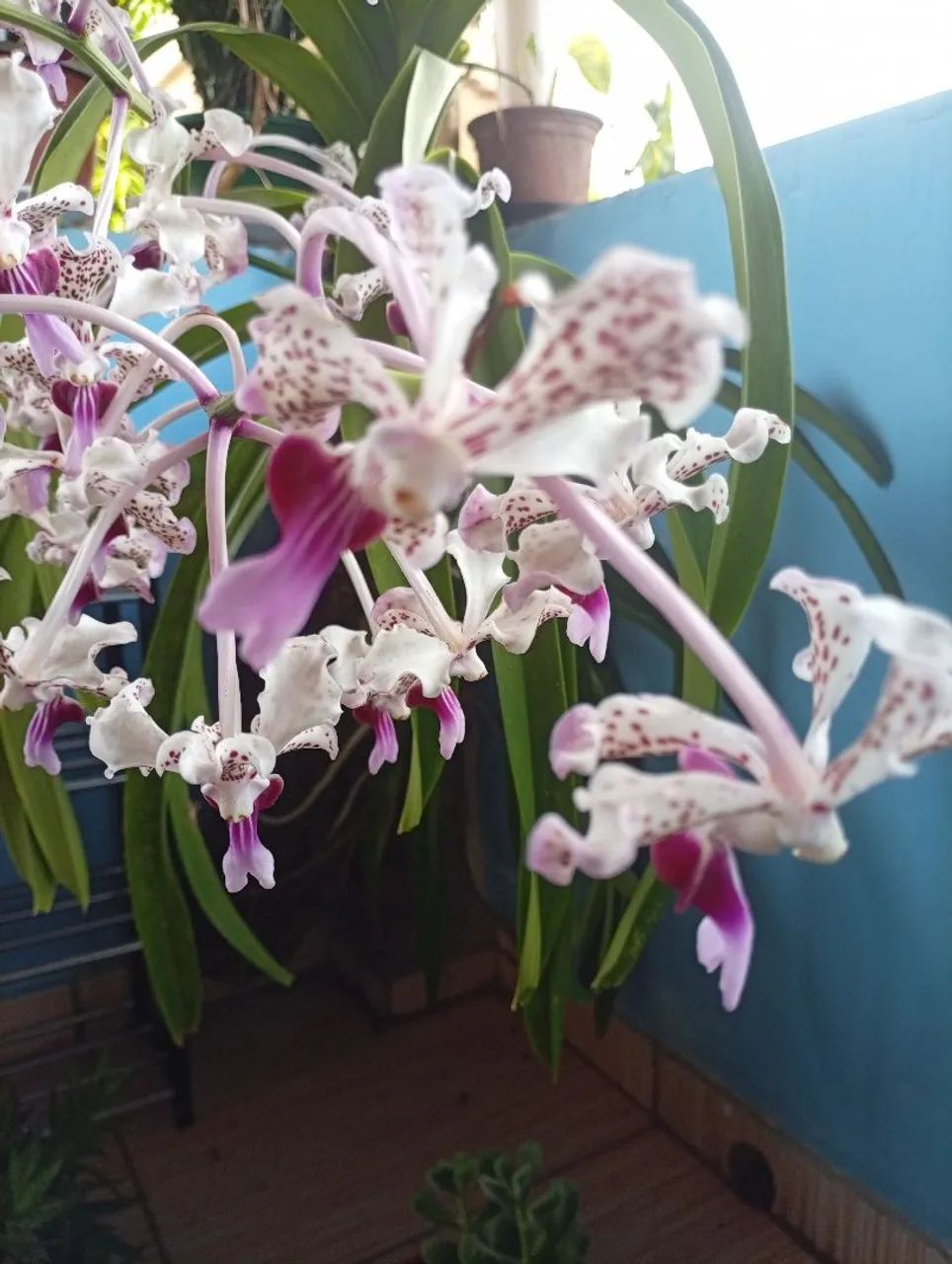 Orquídea Vanda florida 
