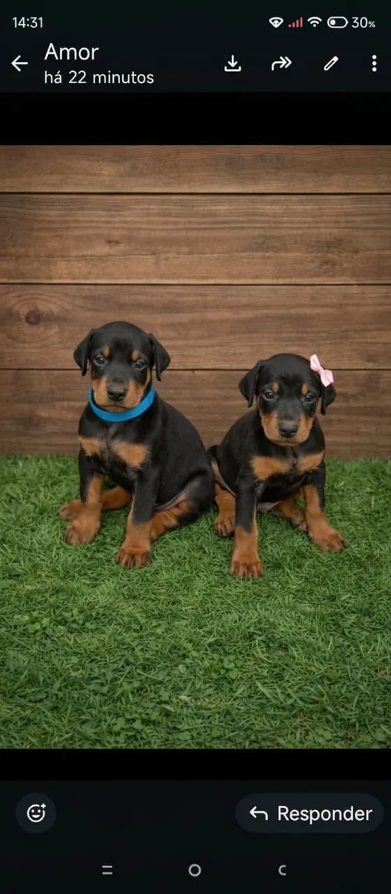 Filhotes de Doberman  - Foto 3