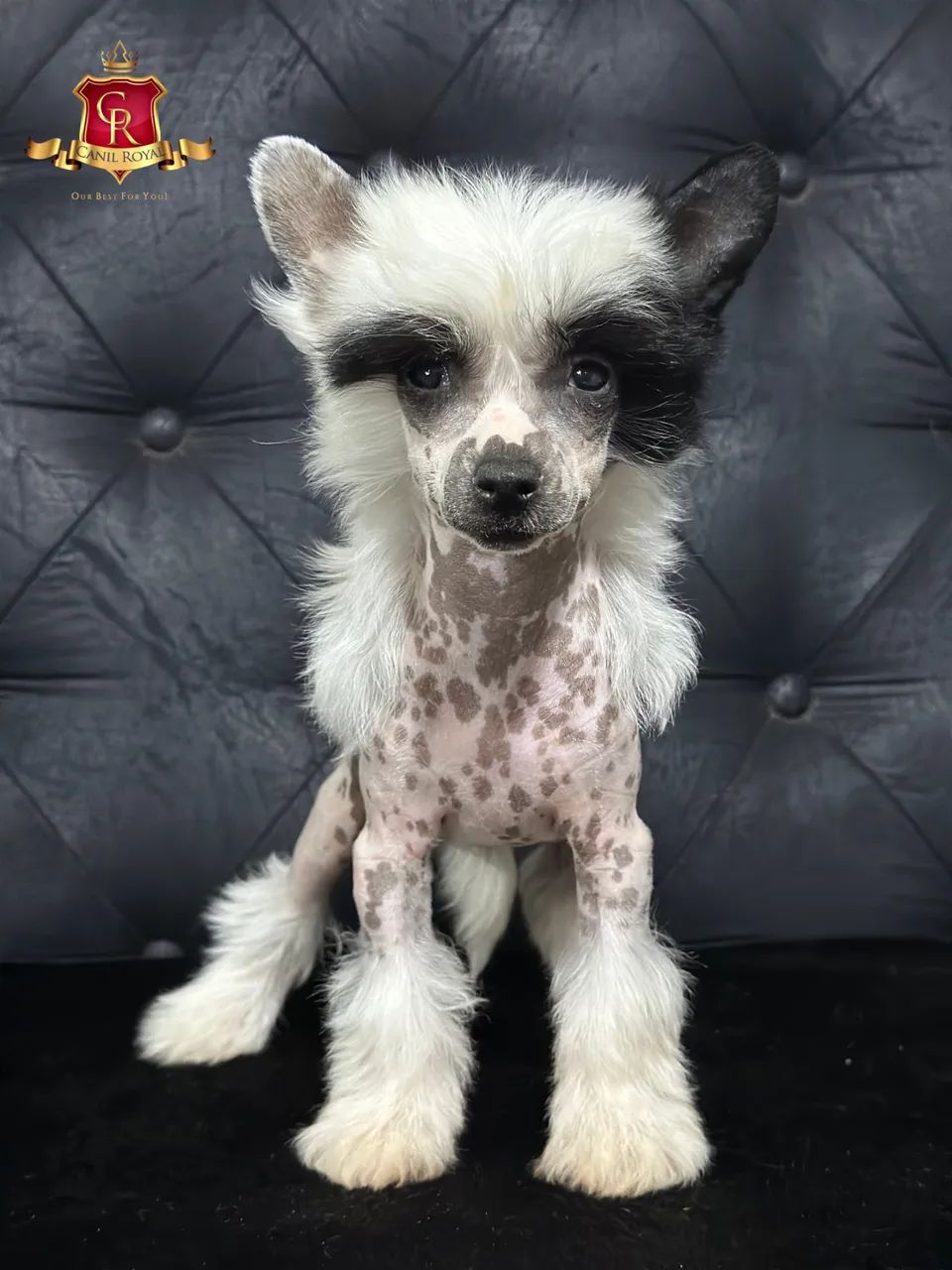 Cão de Crista Chinês filhotes