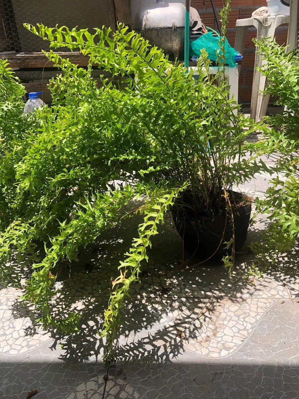 Planta | Samambaia 