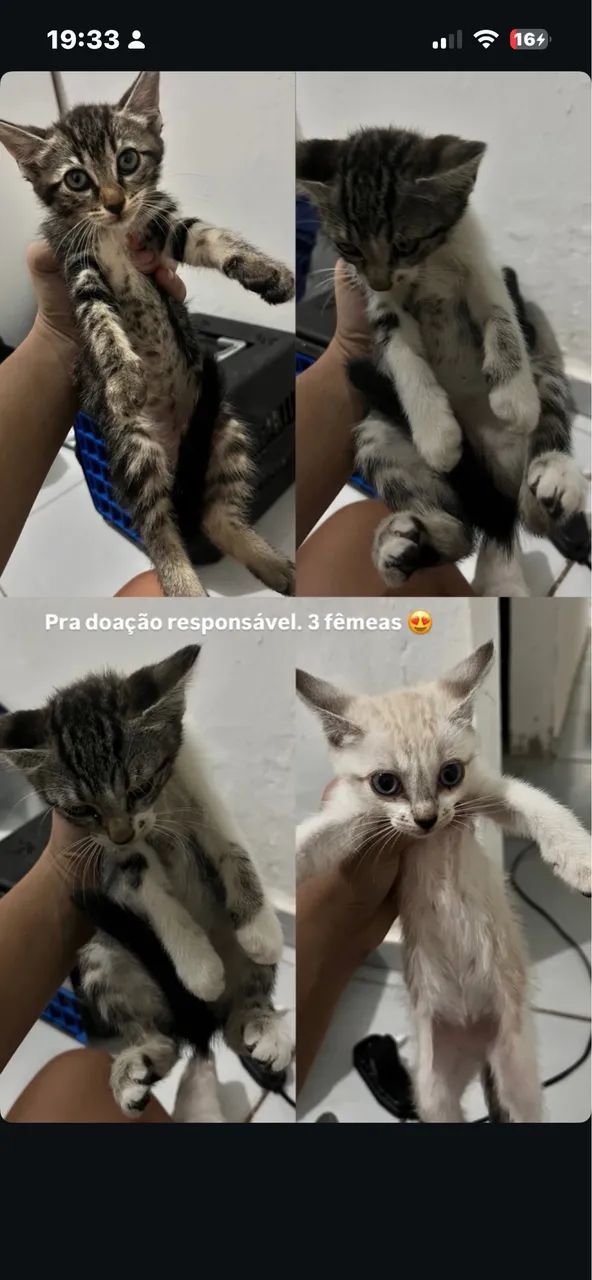 GATINHAs PARA DOAÇÃO - Foto 5