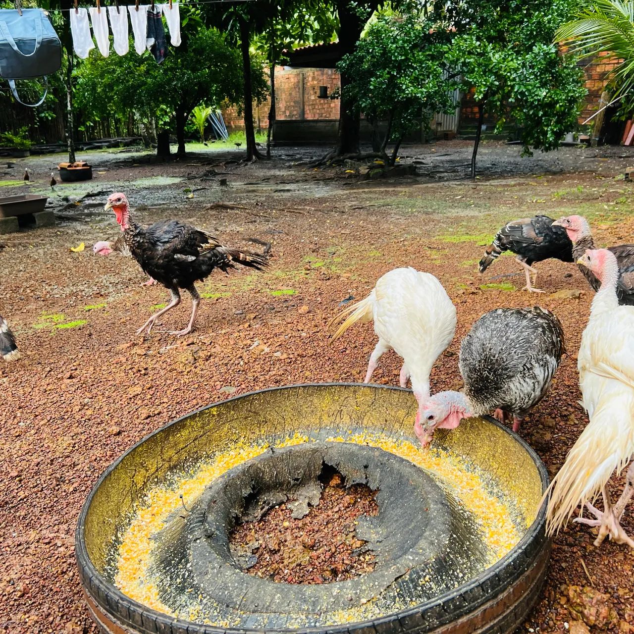 ? PAVÕES E PERUS À VENDA! ? - Foto 5