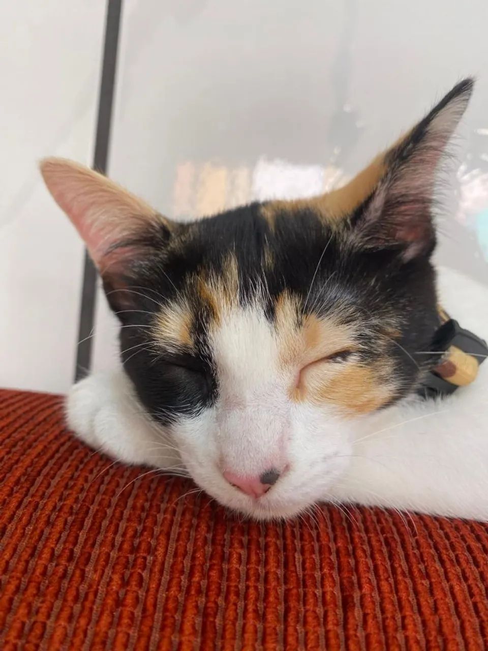 Gatas para adoção - Foto 4