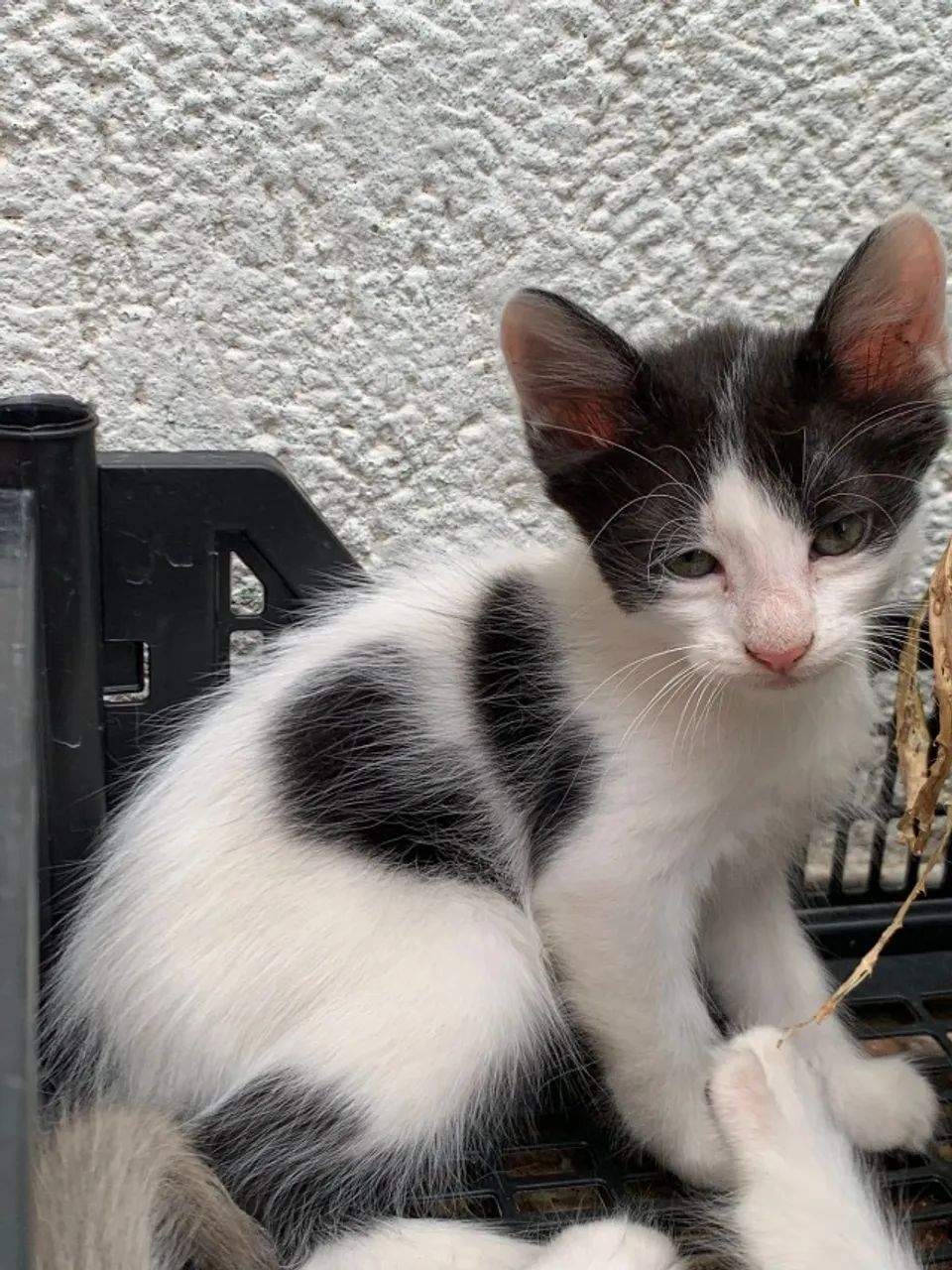 Doa se filhotinhos de gato - Foto 2