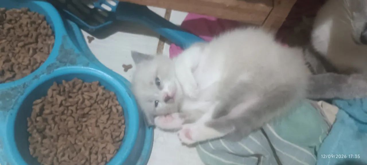 Doação de gato macho - Foto 2