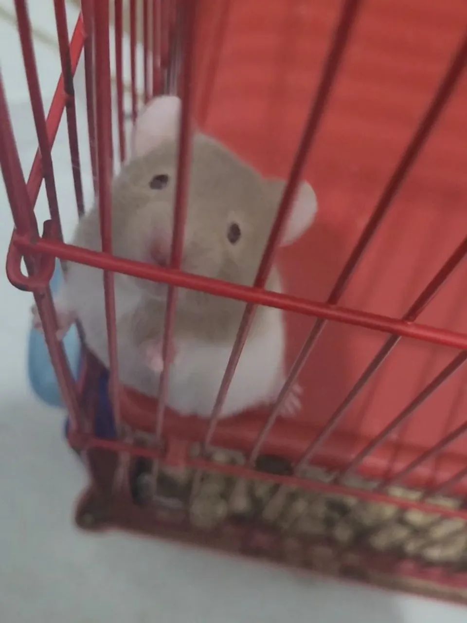 Vendo hamsters sírio filhotes 